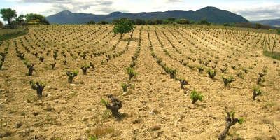 Bodega Marañones